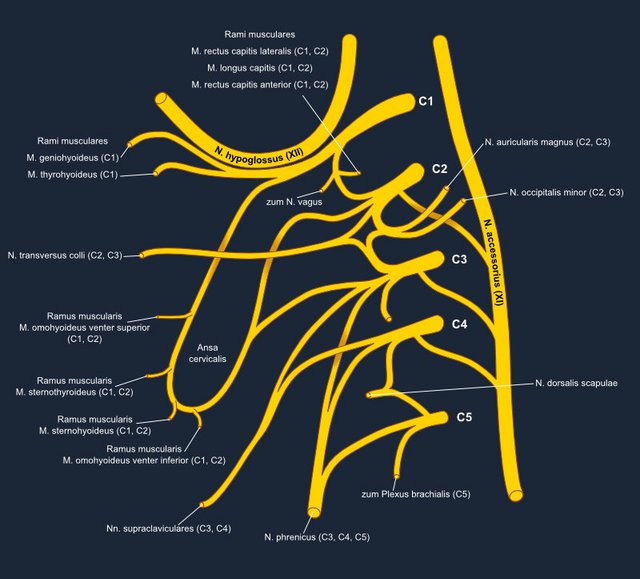 Plexus cervicalis