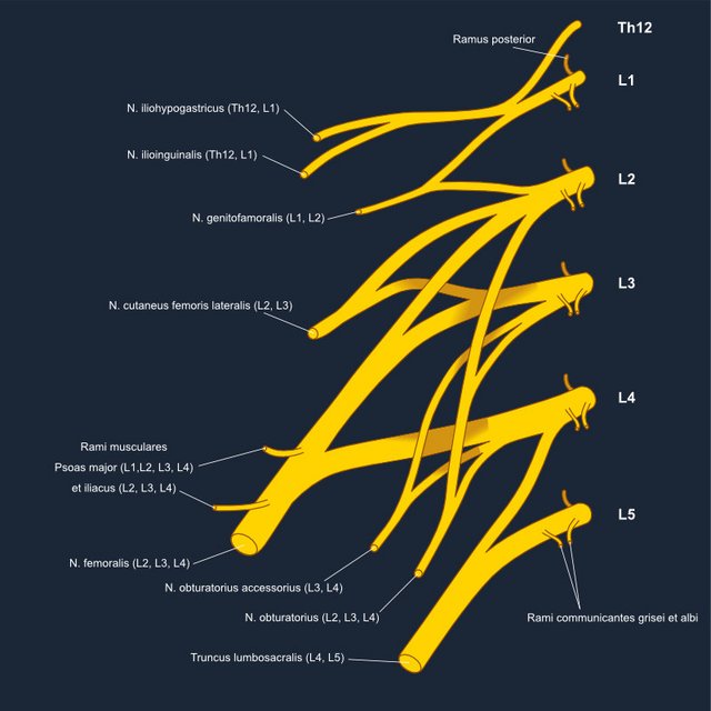 Plexus lumbalis